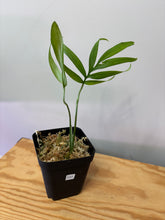 Load image into Gallery viewer, 127. Amydrium Zippelanium