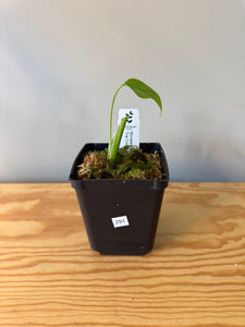 291. Monstera Thai Constellation