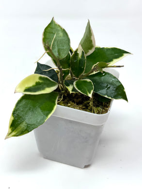 Hoya Lacunosa ‘Asami’
