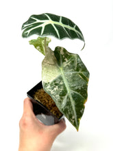 Load image into Gallery viewer, Alocasia Amazonica Variegated C