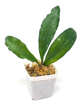 Load image into Gallery viewer, Hoya Erythrina