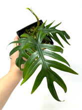 Load image into Gallery viewer, Philodendron Tahiti