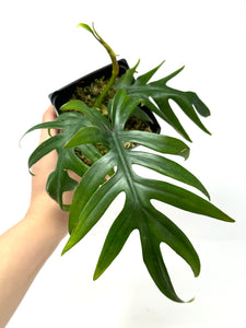 Philodendron Tahiti