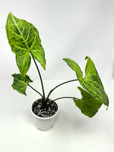 Load image into Gallery viewer, Syngonium Podophyllum ‘Batik’