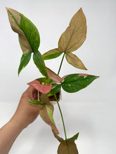 Load image into Gallery viewer, Syngonium Tricolour ‘Red Spot’