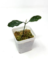 Load image into Gallery viewer, Hoya Multiflora Splash