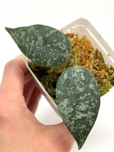 Load image into Gallery viewer, Hoya Caudata Silver Ghost