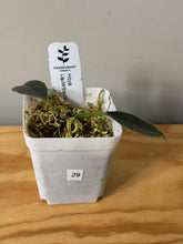 Load image into Gallery viewer, 29. Hoya Lauterbachii