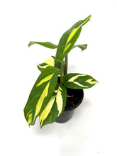 Load image into Gallery viewer, Ctenanthe 'Lubbersiana'
