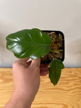 Load image into Gallery viewer, 142. Philodendron Mayoi