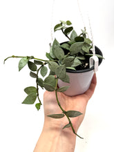 Load image into Gallery viewer, Hoya Lacunosa Super Silver (Hanging Basket)