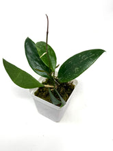 Load image into Gallery viewer, Hoya Ally (Memoria x IR26)