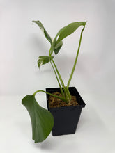 Load image into Gallery viewer, Monstera Deliciosa Albo Variegated I