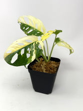 Load image into Gallery viewer, Monstera Adansonii Albo Variegated B
