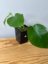 Load image into Gallery viewer, 89. Monstera Deliciosa Aurea Variegated