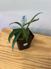 Load image into Gallery viewer, 138. Hoya Minibelle Splash