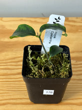 Load image into Gallery viewer, 176. Hoya Cystiantha