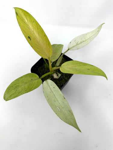 Philodendron Whipple Way E