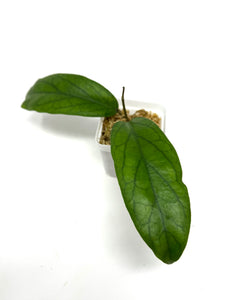 Hoya Golden Eye