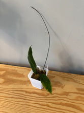 Load image into Gallery viewer, 176. Hoya Megalaster