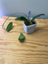 Load image into Gallery viewer, 22. Hoya Forbesii Splash