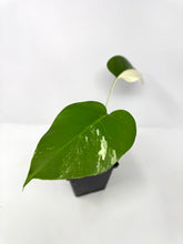 Load image into Gallery viewer, Monstera Deliciosa Albo Variegated B