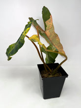 Load image into Gallery viewer, Philodendron Billietiae Variegated A
