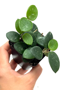 Hoya Mathilde