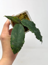 Load image into Gallery viewer, Hoya Undulata ‘Red Leaves’ Splash