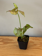 Load image into Gallery viewer, 283. Syngonium Podophyllum Milk Confetti