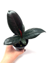 Load image into Gallery viewer, Ficus Elastica Burgundy