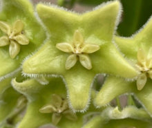 Load image into Gallery viewer, Hoya Chloranthae