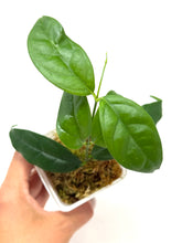 Load image into Gallery viewer, Hoya Campanulata