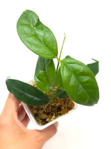 Hoya Campanulata