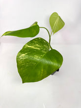 Load image into Gallery viewer, Monstera Deliciosa Aurea Variegated D