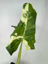 Load image into Gallery viewer, Alocasia Maccrorhiza Variegated B