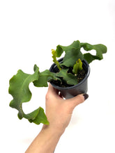 Load image into Gallery viewer, Epiphyllum Guatemalense ‘Monstrosa’ ‘Orchid Cactus’ (Ships within Canada only)