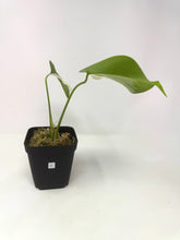 Load image into Gallery viewer, Monstera Deliciosa Albo Variegated C