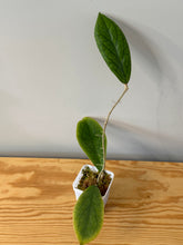 Load image into Gallery viewer, 41. Hoya Vitellinioides