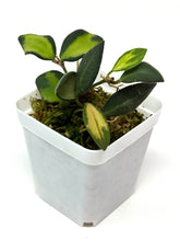 Load image into Gallery viewer, Hoya Burtoniae Variegated