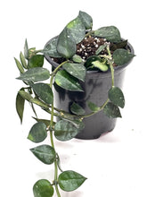 Load image into Gallery viewer, Hoya Lacunosa Silver