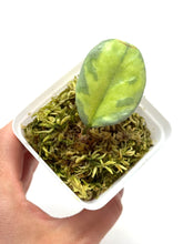 Load image into Gallery viewer, Hoya Carnosa ‘Argentea Princess’ L