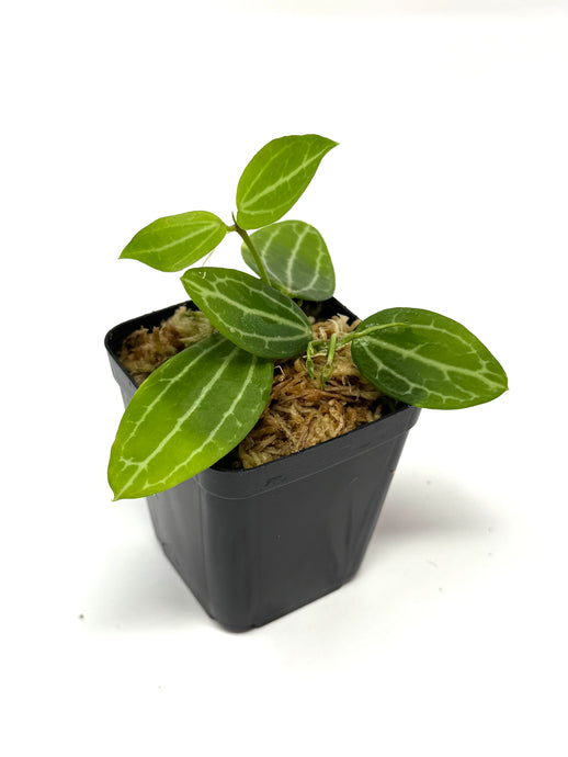 Dischidia Ovata