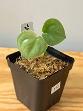 Load image into Gallery viewer, 117. Scindapsus Lucens