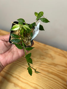 116. Hoya Lacunosa Variegated