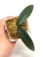Load image into Gallery viewer, Hoya Brassii
