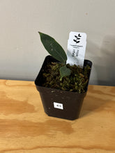 Load image into Gallery viewer, 43. Hoya Inflata
