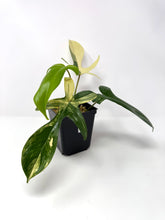 Load image into Gallery viewer, Philodendron Florida Beauty D