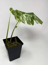 Load image into Gallery viewer, Monstera Deliciosa Albo Variegated O