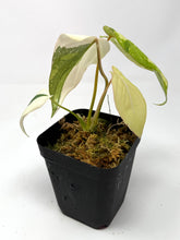 Load image into Gallery viewer, Philodendron Gloriosum Variegated B